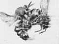 Mating Queen(WEB).jpg