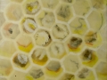comb & Larva-web.jpg