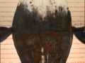 Balena Mysticetus